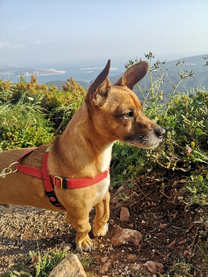 ginjas.jpg ginjas.jpg