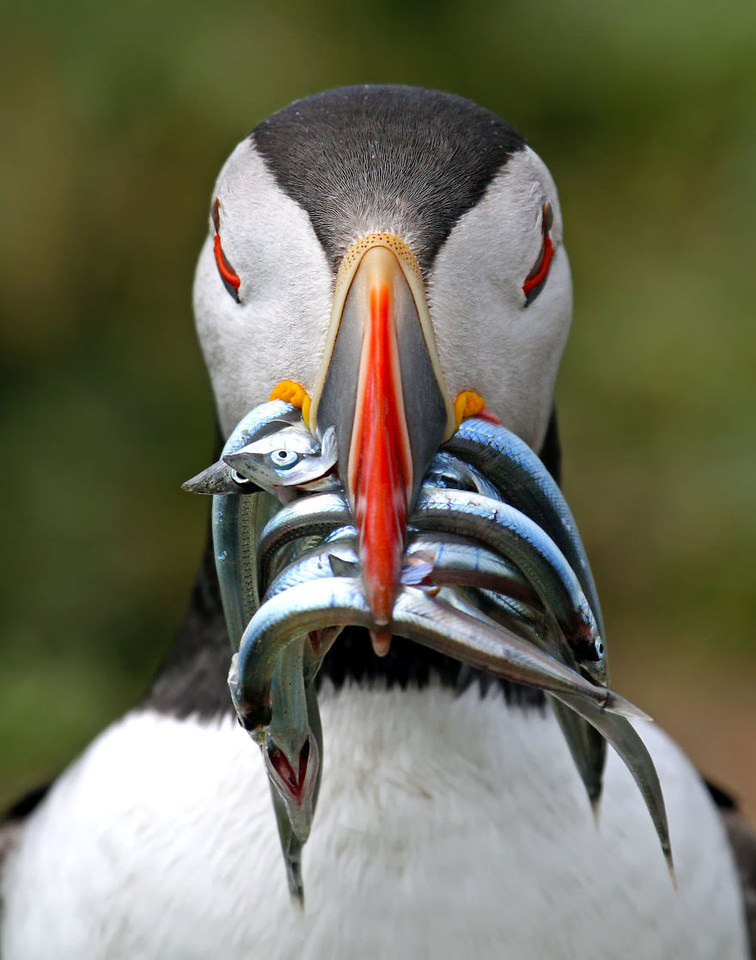 292346_306364_1_-Nigel-Hodson-UK-Shortlist-Open-Co