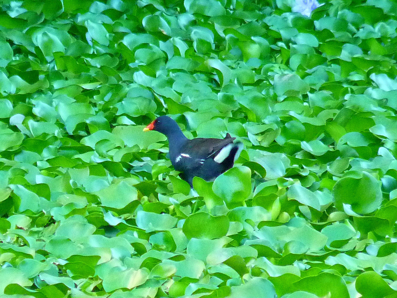 Pateira de Fermentelos (27).jpg