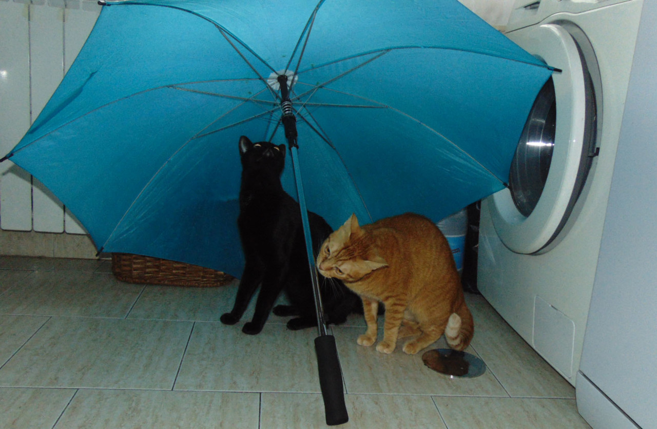 cheirarachuva.JPG cheirarachuva.JPG