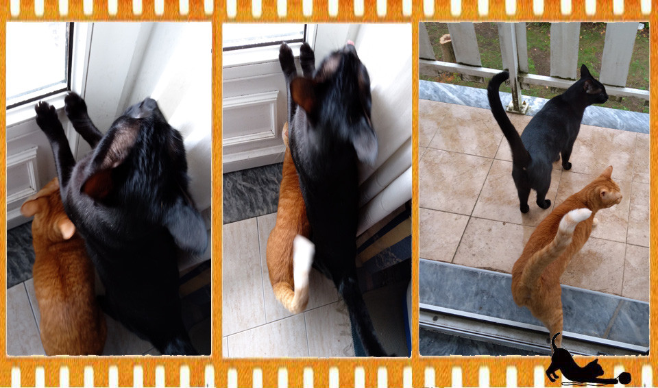 queremosirrua.jpg queremosirrua.jpg