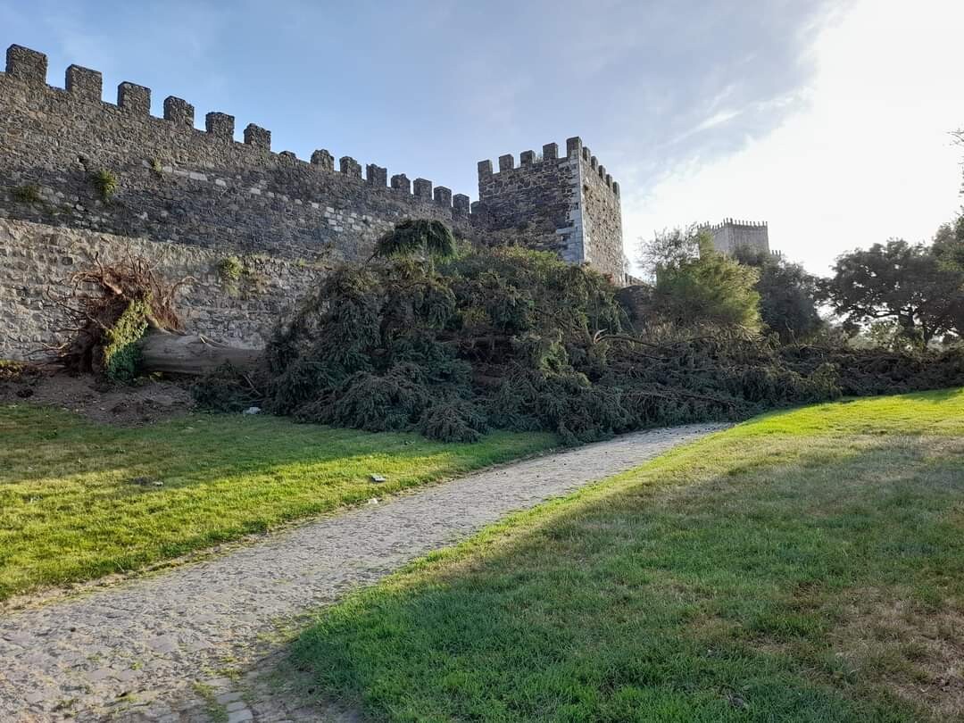 Árvores derrubadas muralha de Beja -  O ATUAL (2)
