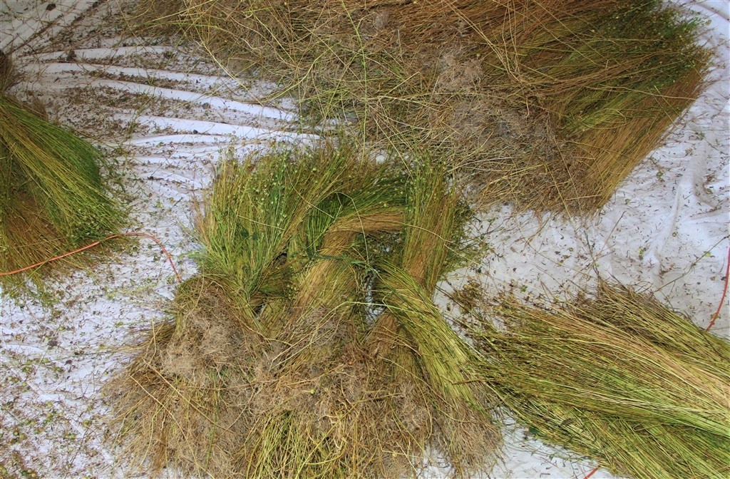 CABRIL - Do Linhar ao Tear 2ª fase (10).jpg CABRIL - Do Linhar ao Tear 2ª fase (10).jpg