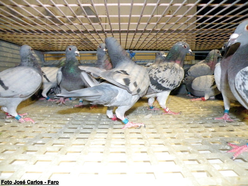 Derby Faro 2016 020.JPG