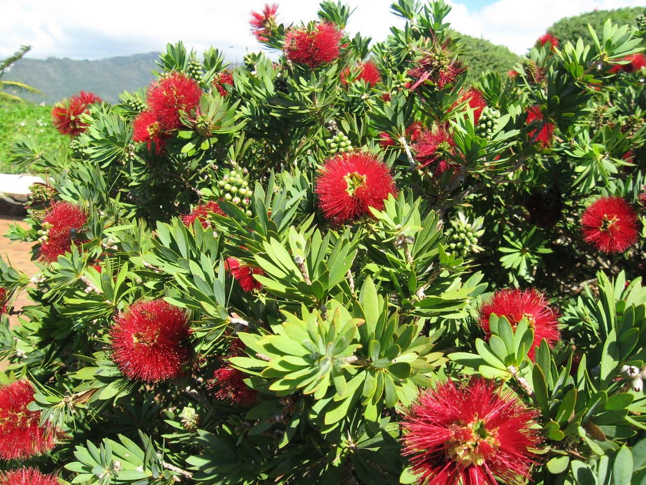 Callistemon_citrinus3.jpg Callistemon_citrinus3.jpg
