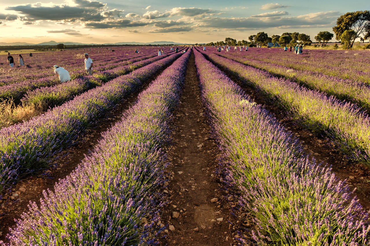 campos de lavanda.jpg