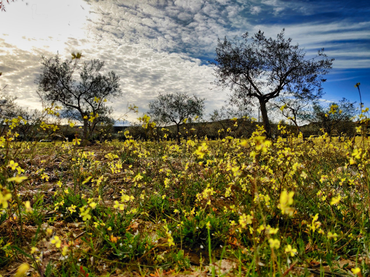 Paisagem Mirandela.jpg