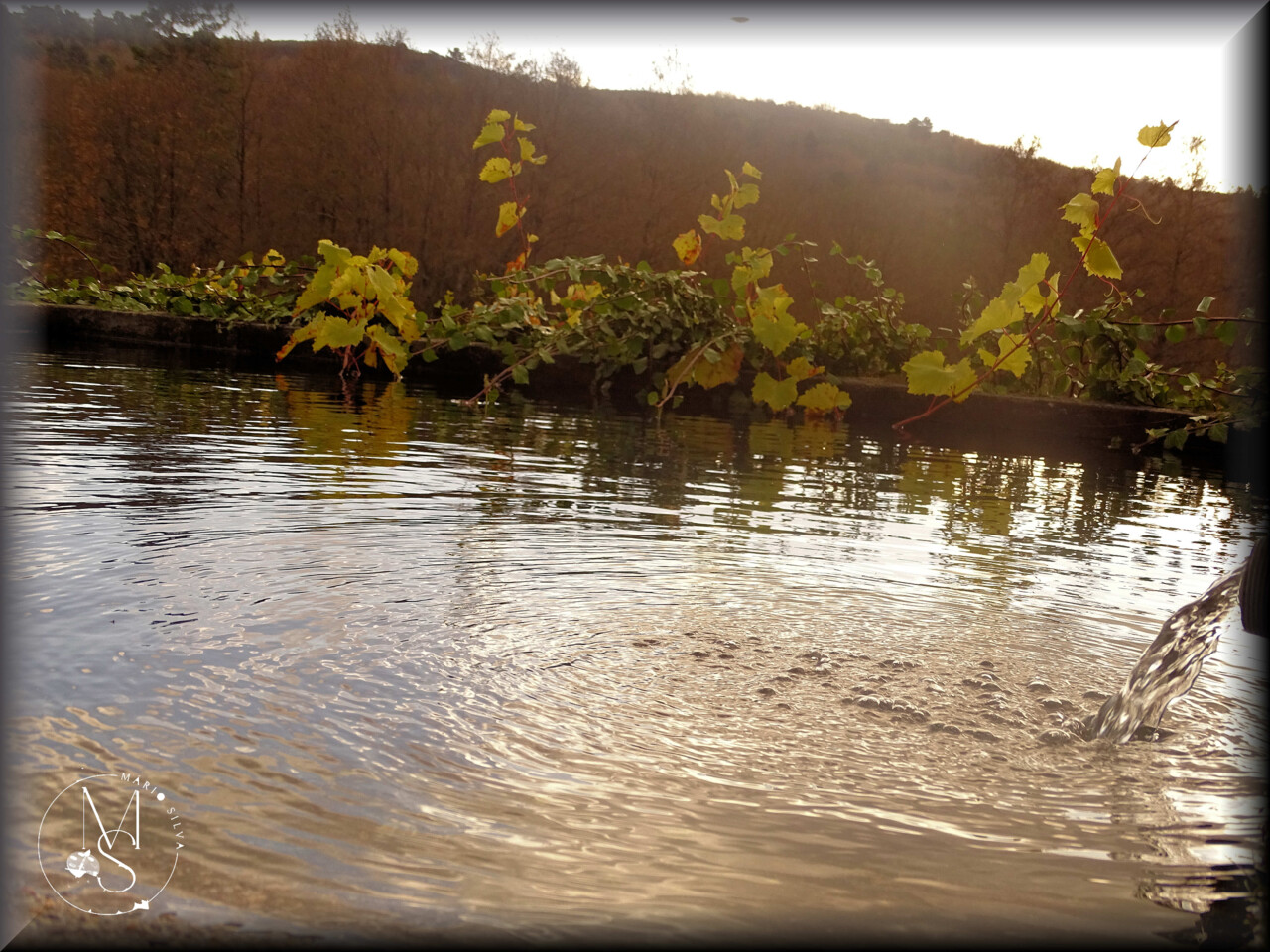 24Jan DSC05083_ms.JPG