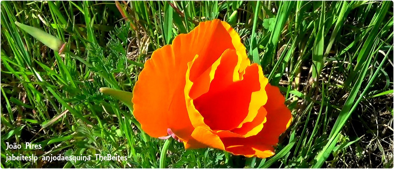 .Papoila do Campo.jpg