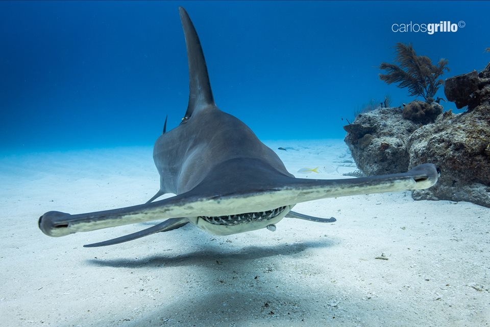 tubarão martelo.jpg