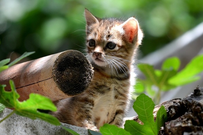 umgatinho2.jpg umgatinho2.jpg