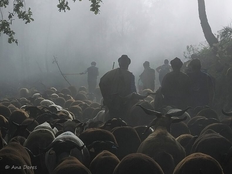 Transumância, SEIA.jpg