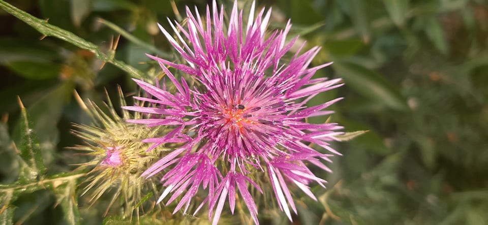 às flores.jpg às flores.jpg