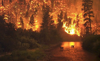 forest_fire[HR].jpg