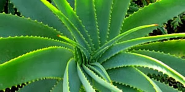 babosa-aloe-vera.jpg