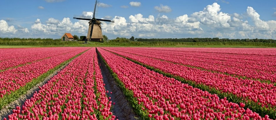 O CASO DAS TULIPAS ASTRONÓMICAS