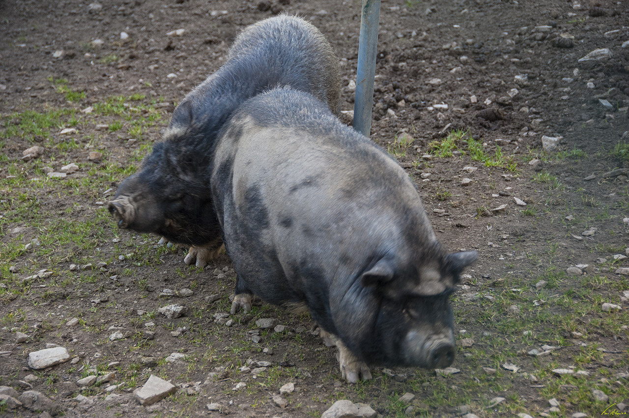 1600-rebentao (142).jpg