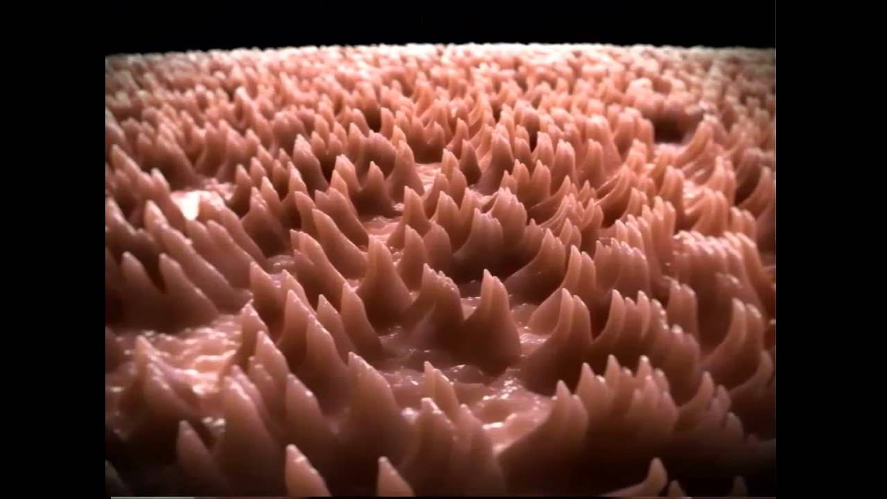 aspeto-da-lingua-queimada.jpg aspeto-da-lingua-queimada.jpg