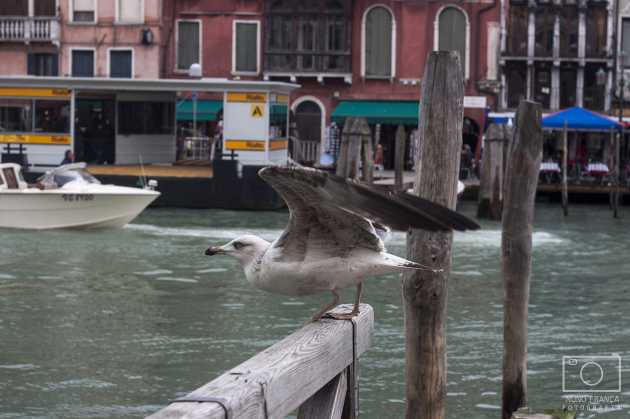 IMG_5569_net.jpg IMG_5569_net.jpg