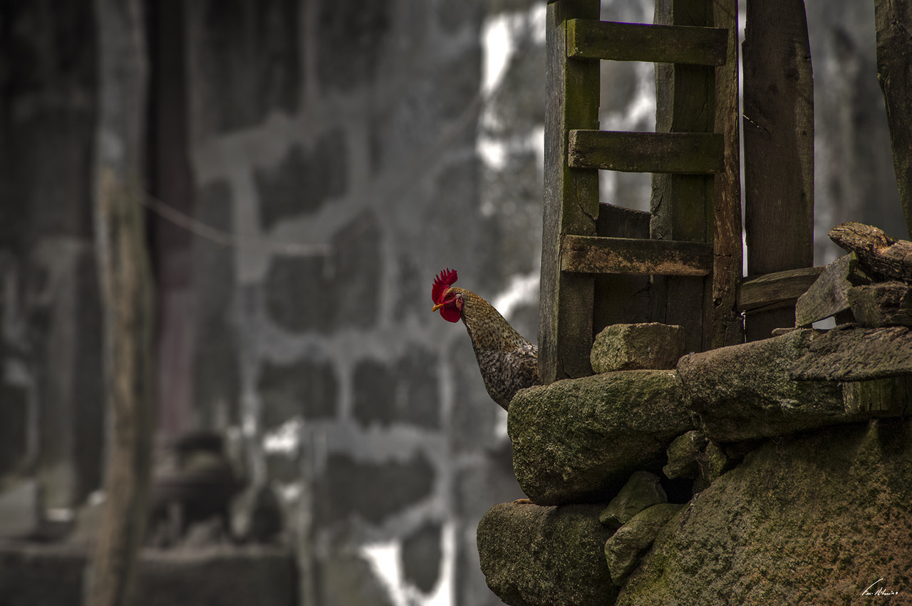 1600-padornelos (107).jpg