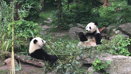 pandas.jpg