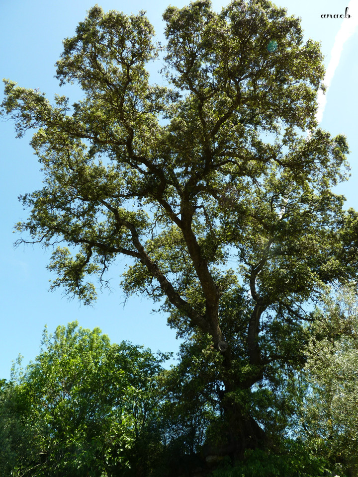 Idanha-a-Velha (112) Azinheira.jpg