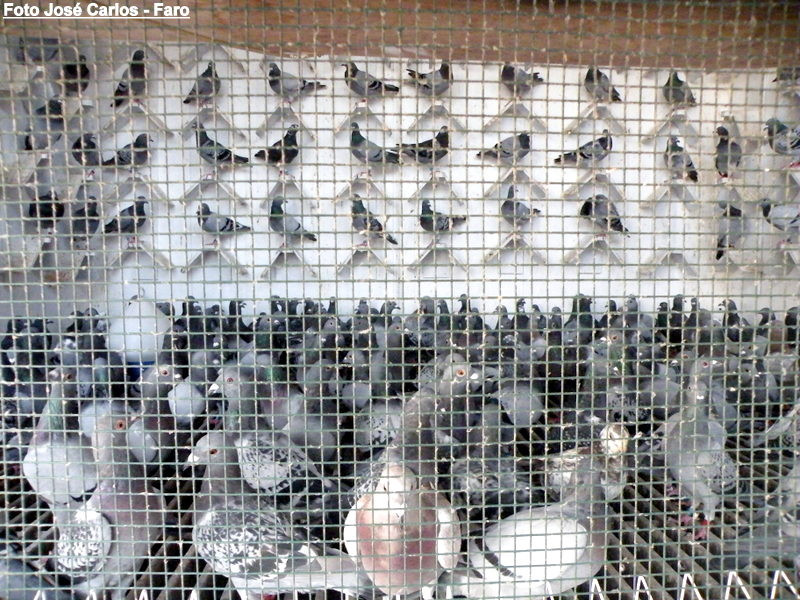 Derby Faro 2016 008.JPG