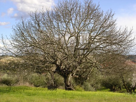 figueira1.jpg