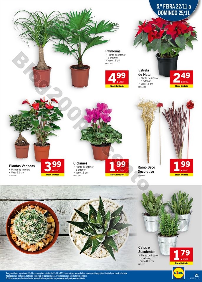 lidl 19 novembro_020.jpg