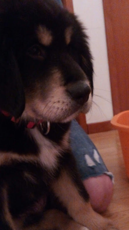 Nao_me_canso_disto_eevee.jpg Nao_me_canso_disto_eevee.jpg