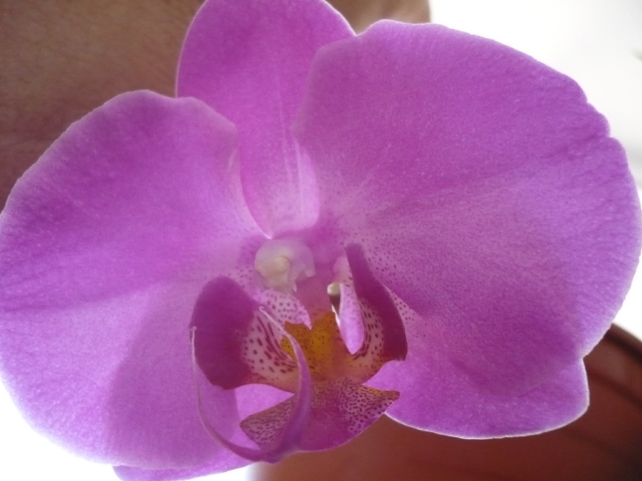 Orquídia 01.JPG