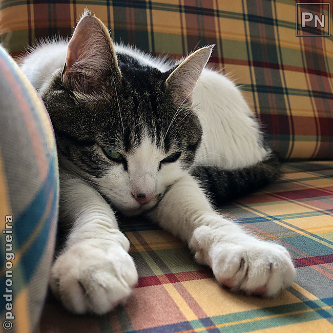 Fev_2020_032b 650px.jpg