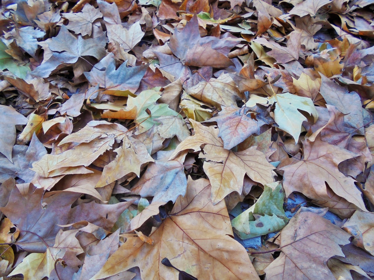 folhas.JPG folhas.JPG