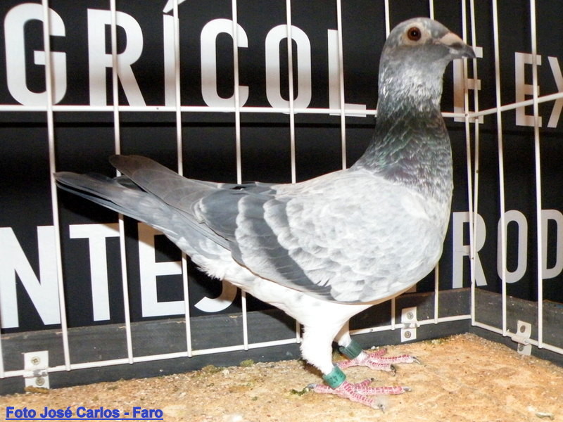 Feira Ibérica Beja 2018 017.JPG Feira Ibérica Beja 2018 017.JPG