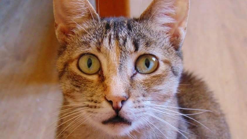 Juma nasceu em 2008.jpg