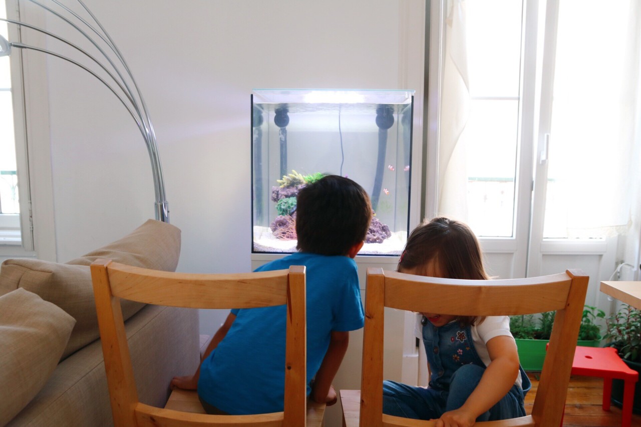 peixe de água salgada, tropical marine center