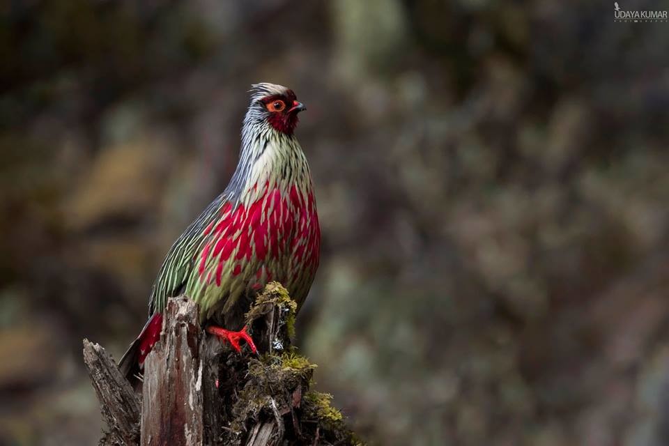faisão de sangue tibetano.jpg