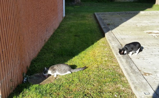 dois26janeiro.jpg dois26janeiro.jpg