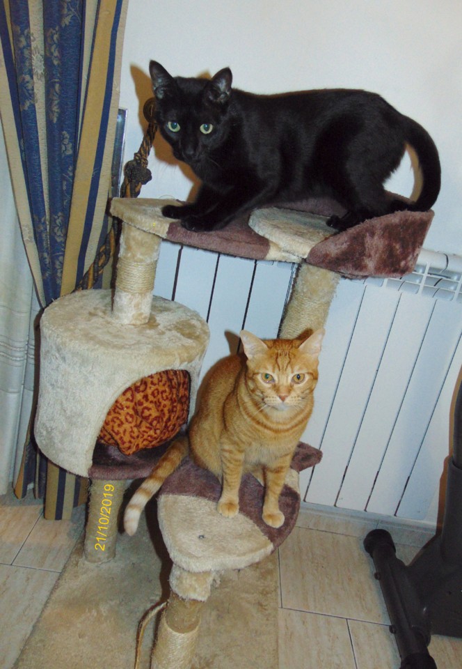 imagine45JPG.JPG imagine45JPG.JPG