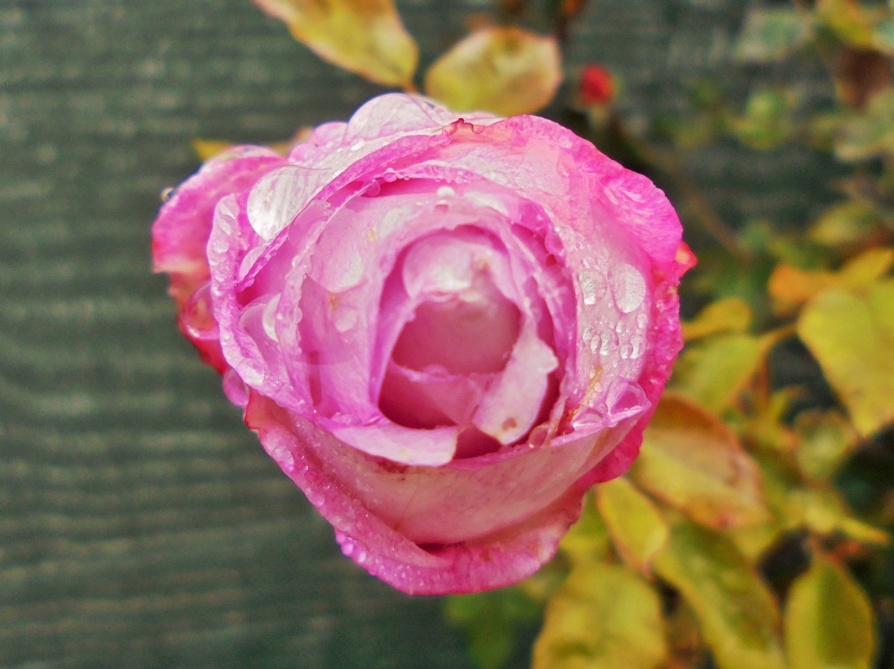 À chuva_6.JPG À chuva_6.JPG