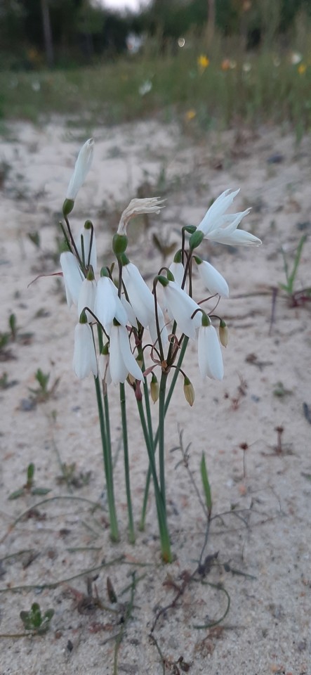 20210317_185218.jpg 20210317_185218.jpg