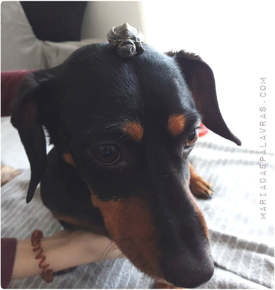 As coisas fora do lugar - Maria das Palavras