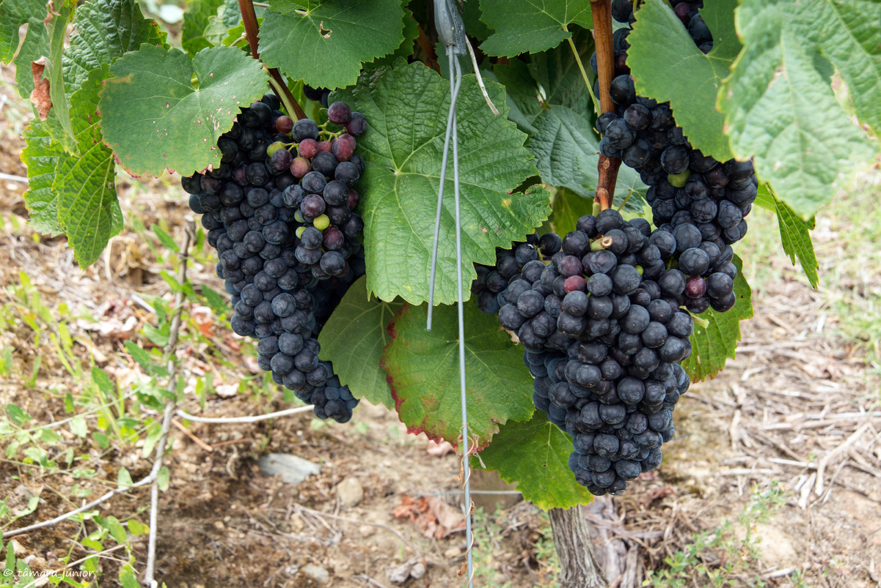 207.- Anos Angélica (Quinta Barroca-Amares) (140)