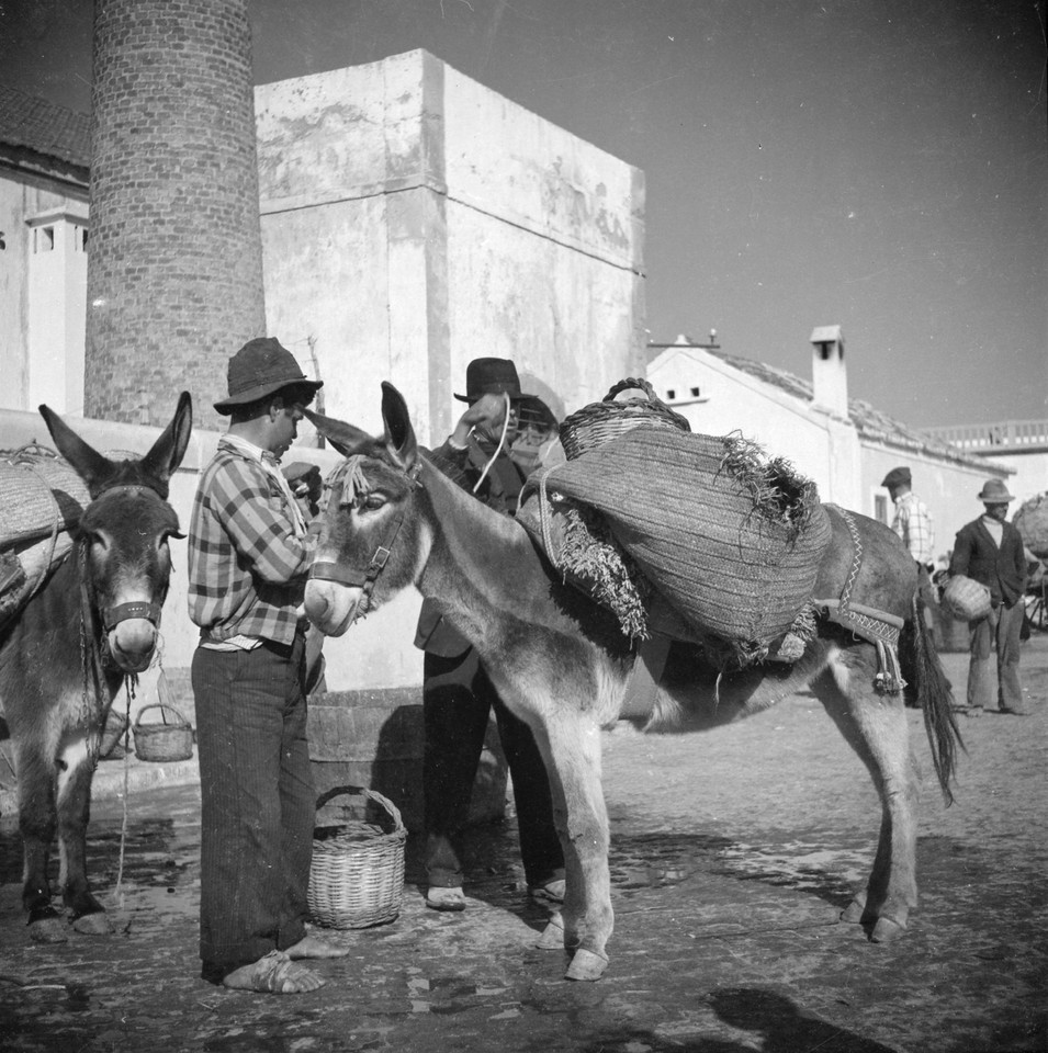 Carrego do burro, Algarve (A. Pastor, 1960-65)