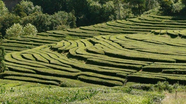 cha-gorreana-dos-acores-hysson-verde-100g_574907.j cha-gorreana-dos-acores-hysson-verde-100g_574907.j