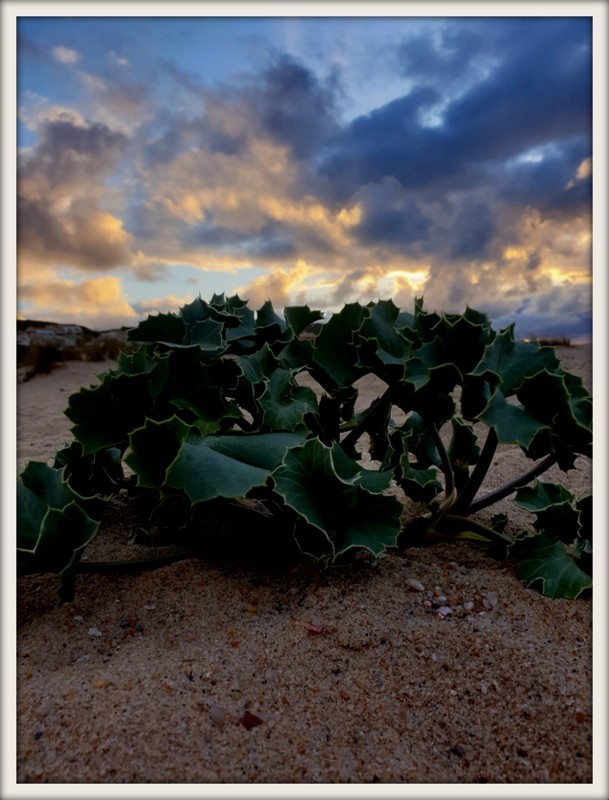 20210420_195903 por do sol.jpg