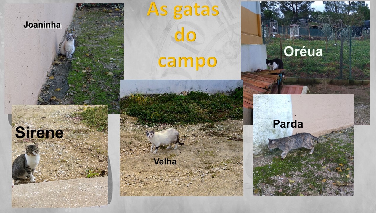 gatitascampo.jpg