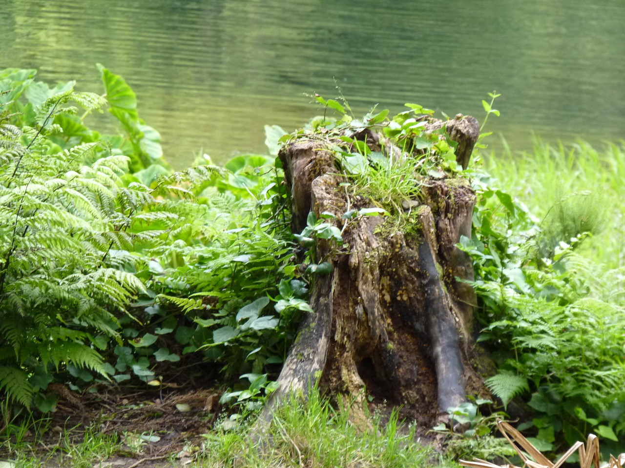 Poço da Ribeira do Ferreiro - Ilha das Flores - A