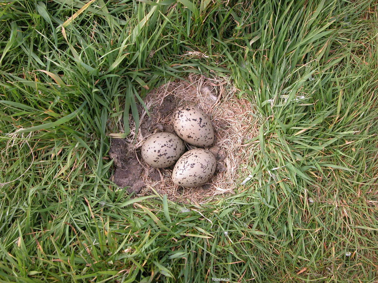 ninho_de_gaivota_ac74fb98d8fdab1f18457670fc37f77a_