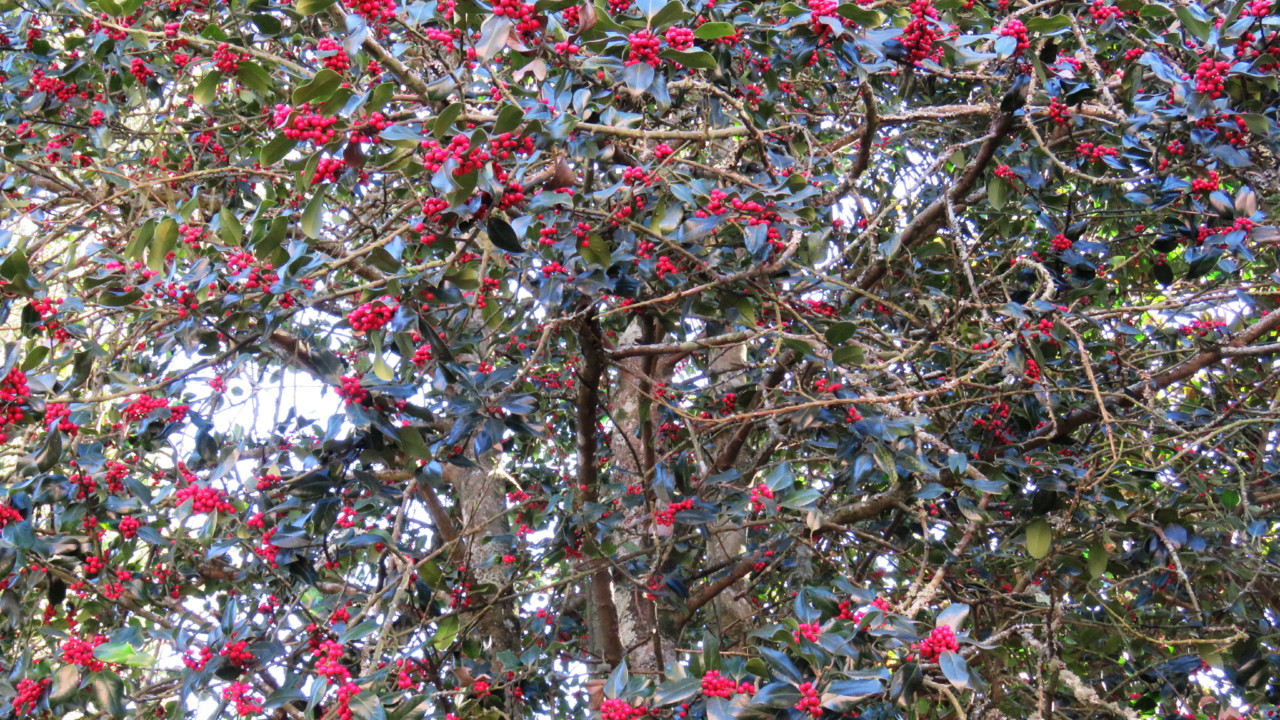 2017-12-02 15-30-33_0080.jpg